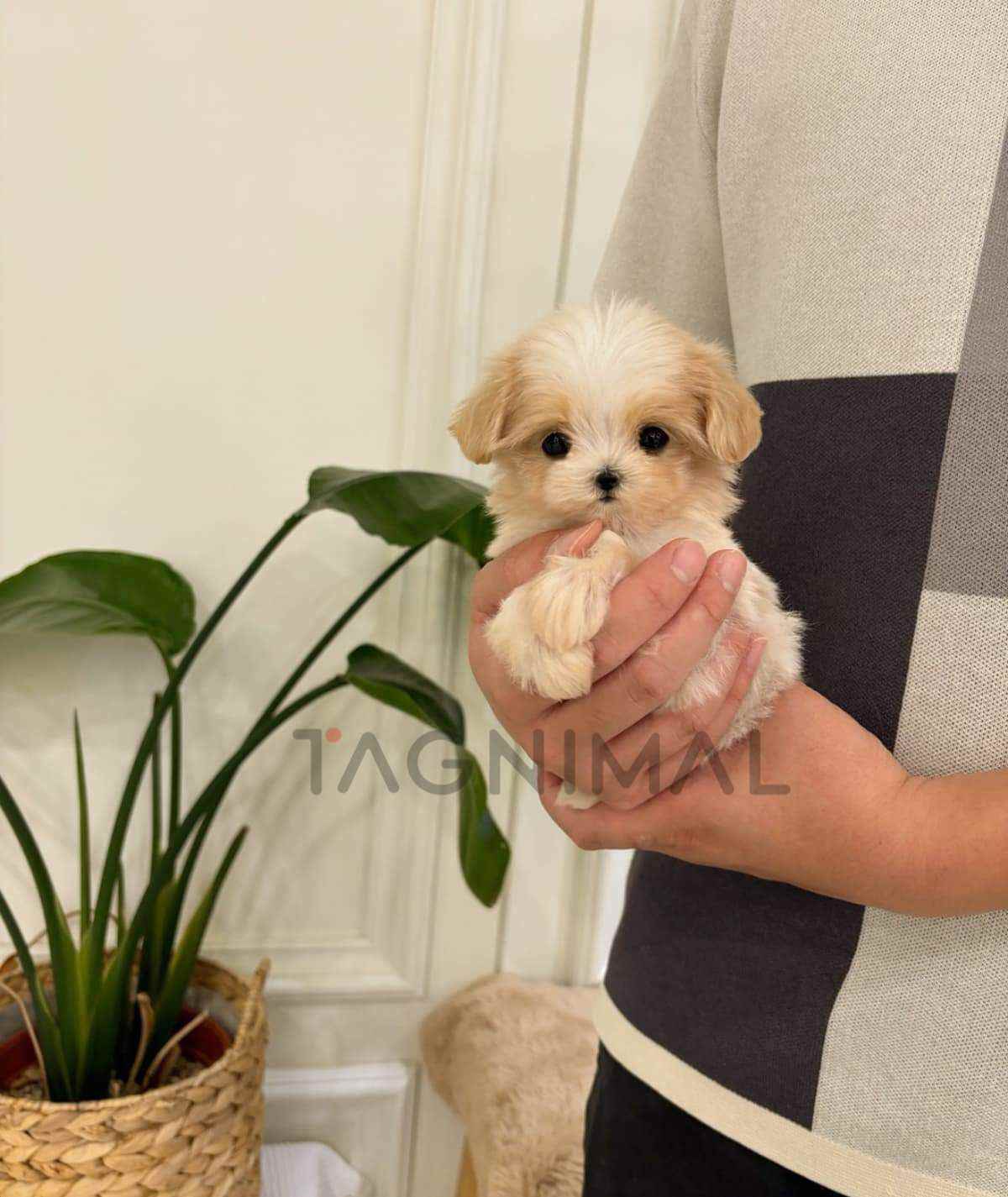 ขายลูกสุนัขมอลทิพู ซื้อสุนัข ซื้อหมา ได้ที่ Tagnimal