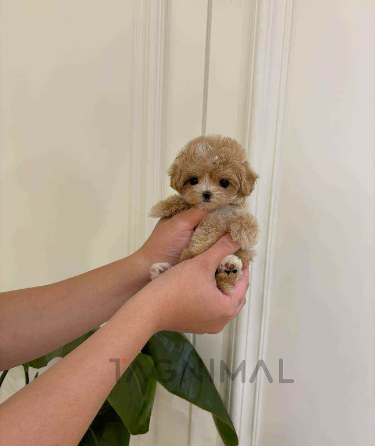 ขายลูกสุนัขมอลทิพู ซื้อสุนัข ซื้อหมา ได้ที่ Tagnimal