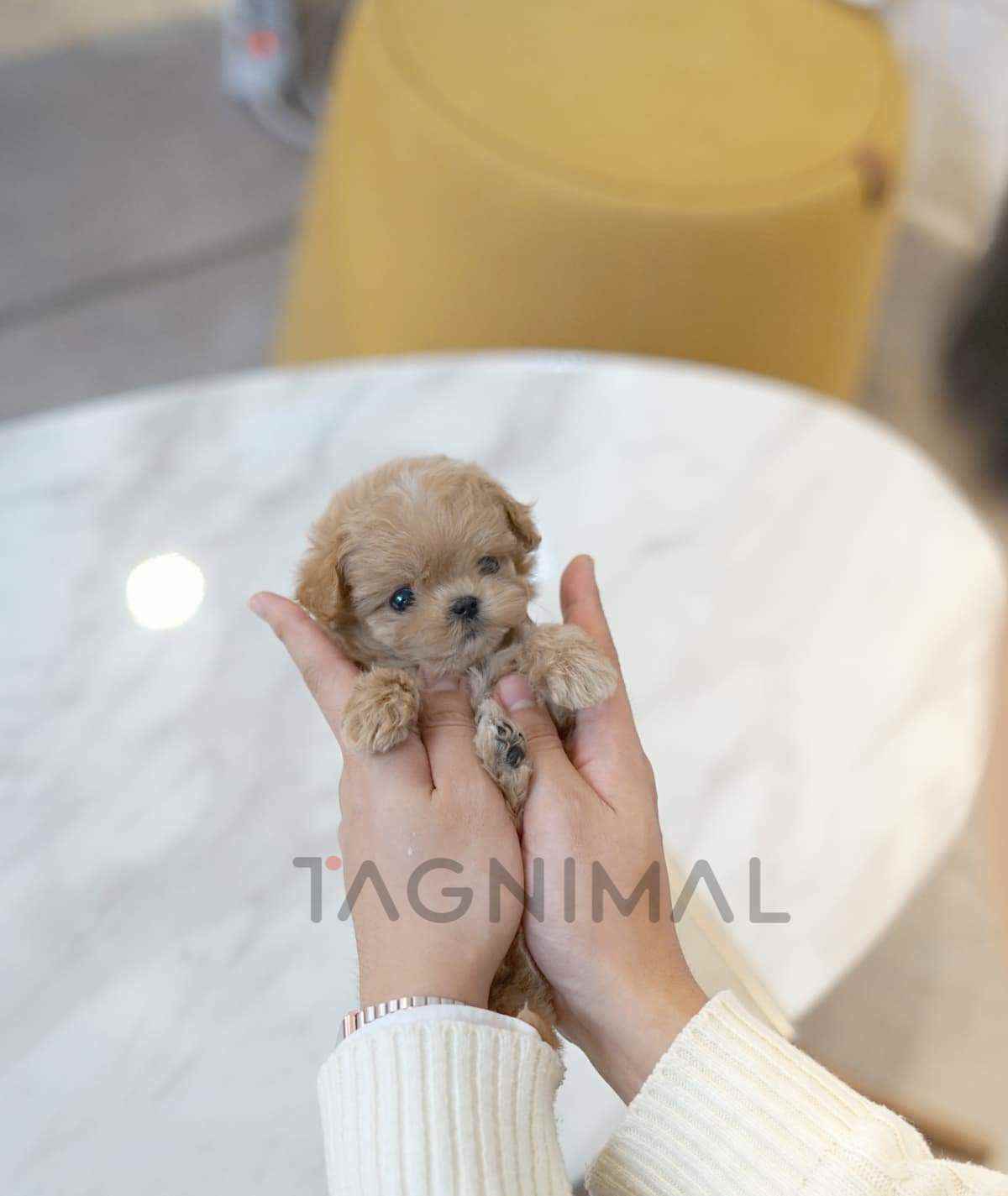 ขายลูกสุนัขมอลทิพู ซื้อสุนัข ซื้อหมา ได้ที่ Tagnimal