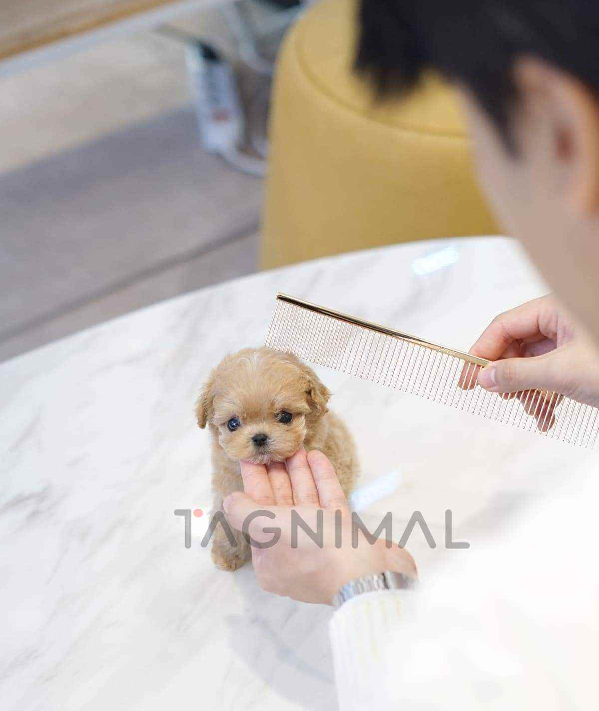 ขายลูกสุนัขมอลทิพู ซื้อสุนัข ซื้อหมา ได้ที่ Tagnimal