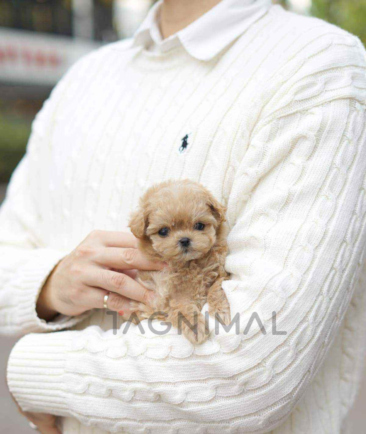 ขายลูกสุนัขมอลทิพู ซื้อสุนัข ซื้อหมา ได้ที่ Tagnimal