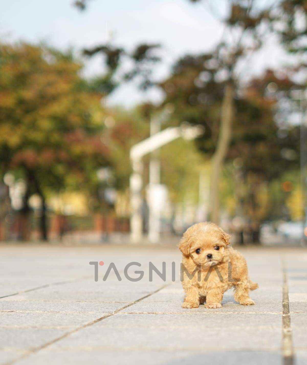 ขายลูกสุนัขมอลทิพู ซื้อสุนัข ซื้อหมา ได้ที่ Tagnimal