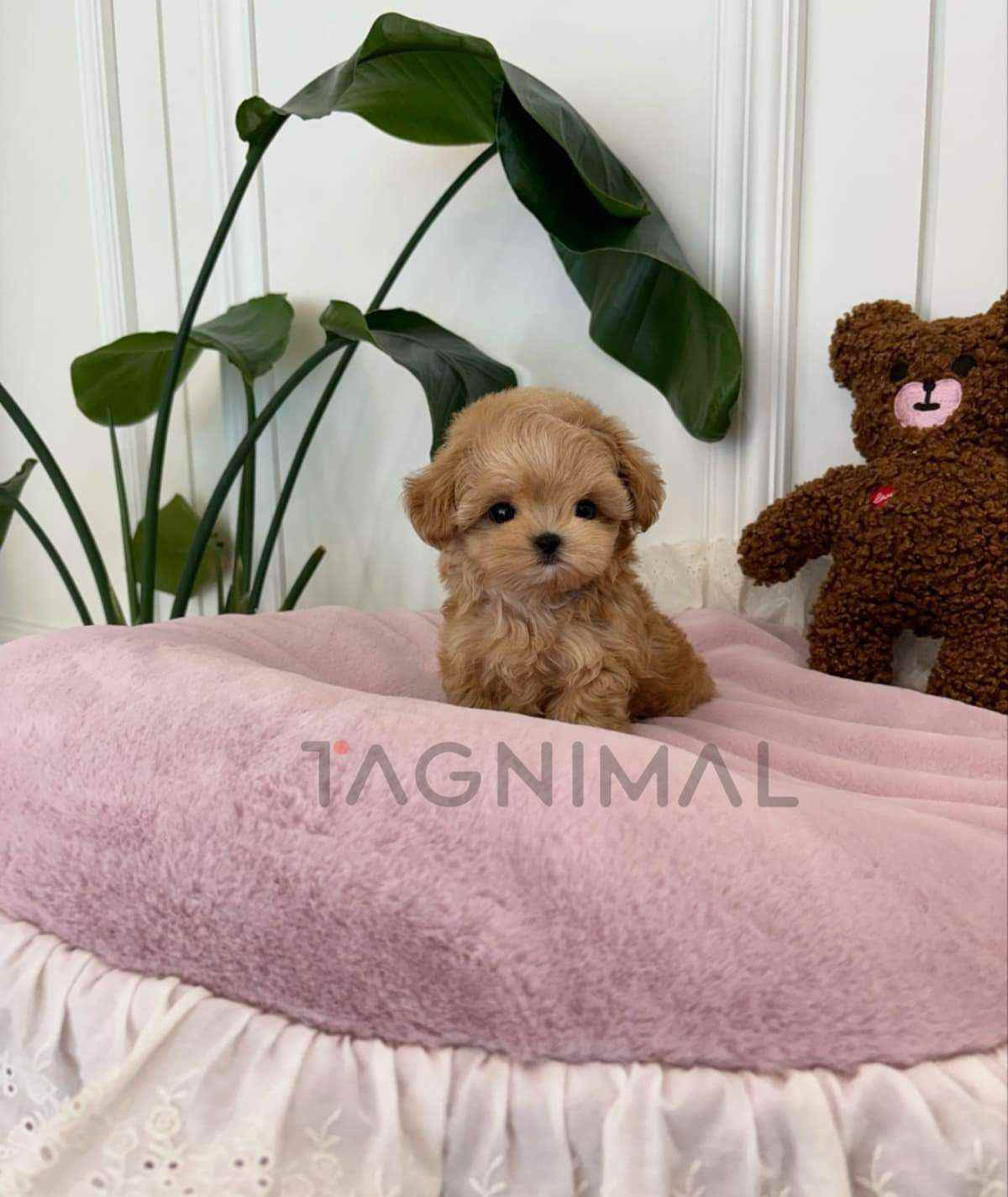 Maltipoo puppy for sale, dog for sale at Tagnimal