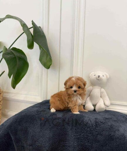 ขายลูกสุนัขมอลทิพู ซื้อสุนัข ซื้อหมา ได้ที่ Tagnimal
