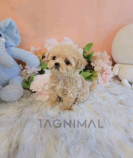 ขายลูกสุนัขมอลทิพู ซื้อสุนัข ซื้อหมา ได้ที่ Tagnimal