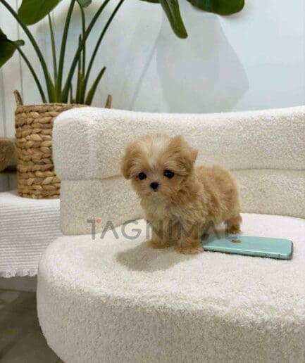 ขายลูกสุนัขมอลทิพู ซื้อสุนัข ซื้อหมา ได้ที่ Tagnimal