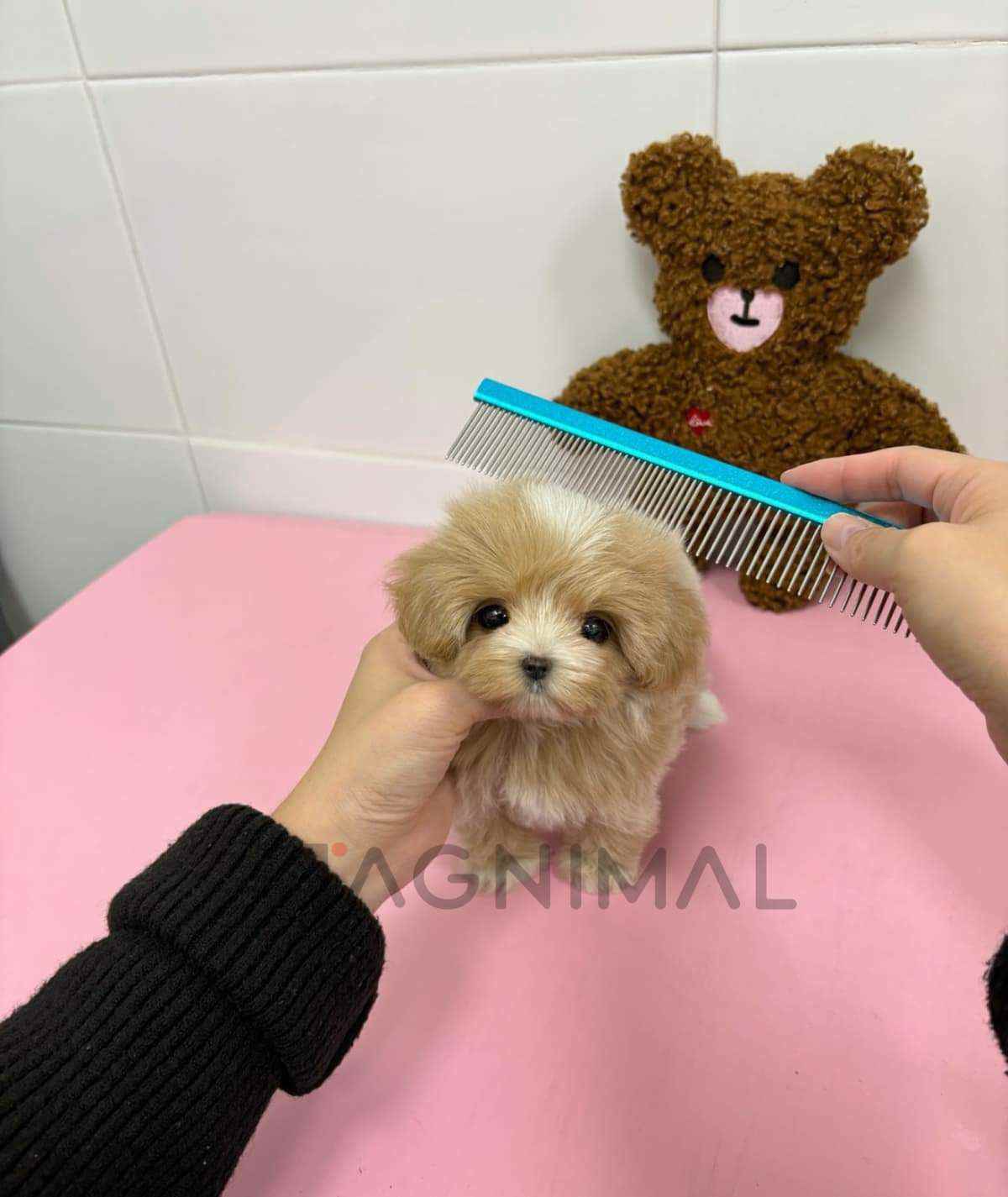 Maltipoo puppy for sale, dog for sale at Tagnimal
