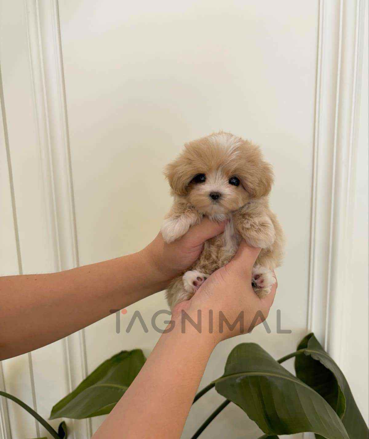 Maltipoo puppy for sale, dog for sale at Tagnimal