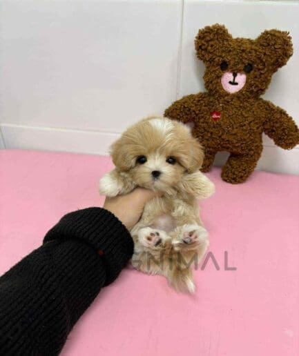 ขายลูกสุนัขมอลทิพู ซื้อสุนัข ซื้อหมา ได้ที่ Tagnimal