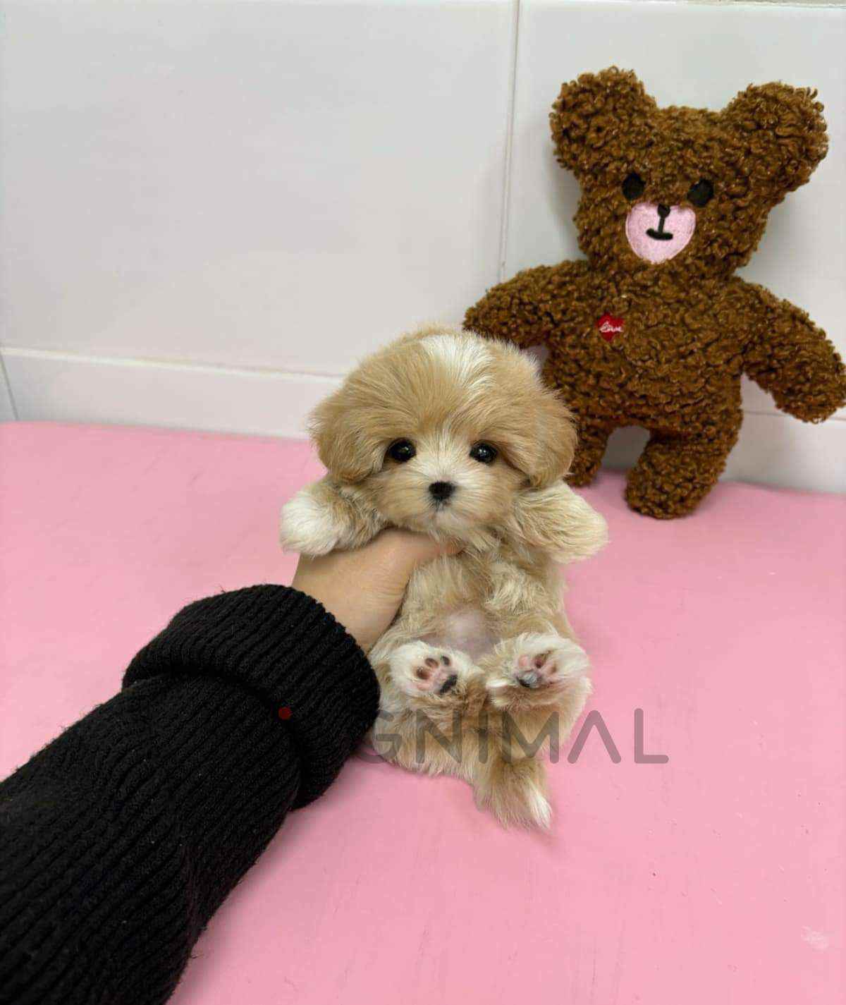 Maltipoo puppy for sale, dog for sale at Tagnimal