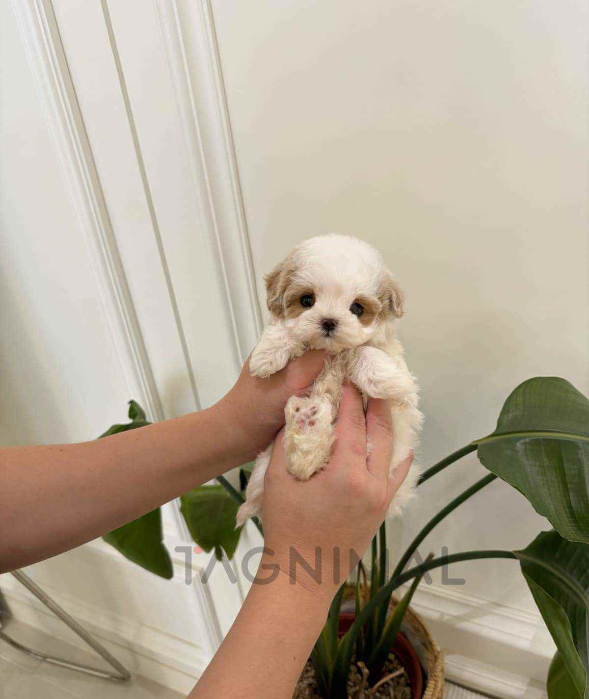 Maltipoo puppy for sale, dog for sale at Tagnimal