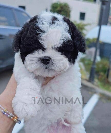 ขายลูกสุนัขมอลทิพู ซื้อสุนัข ซื้อหมา ได้ที่ Tagnimal