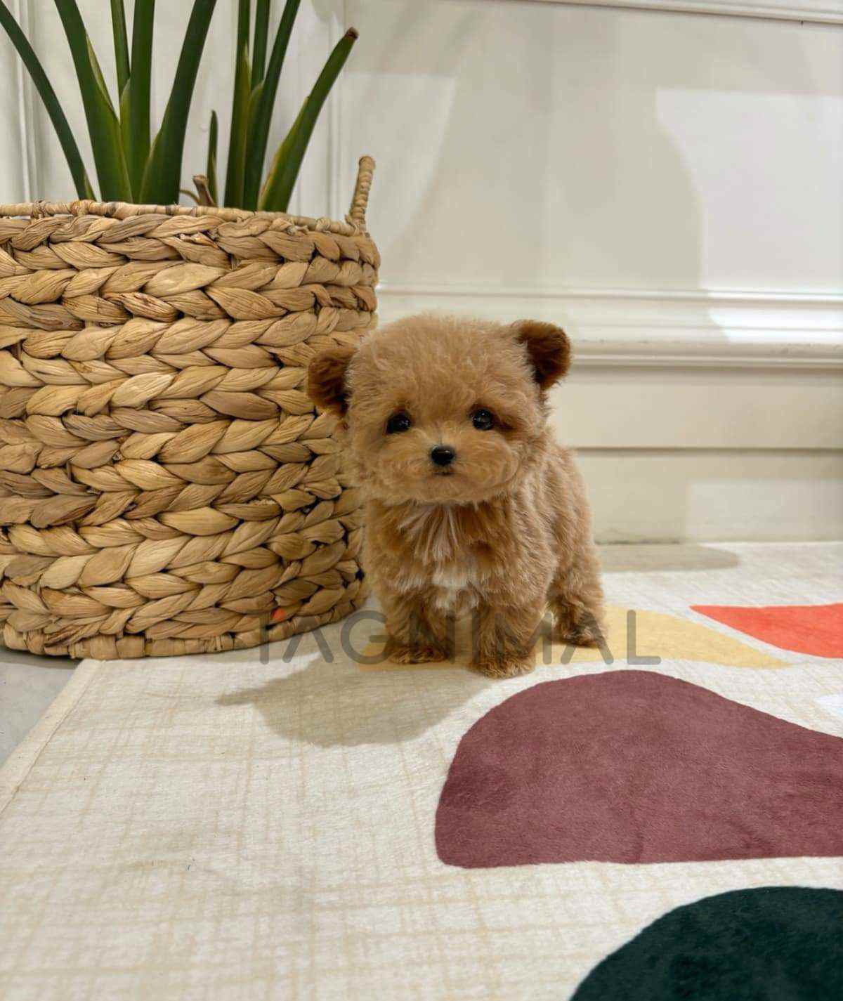 Maltipoo puppy for sale, dog for sale at Tagnimal