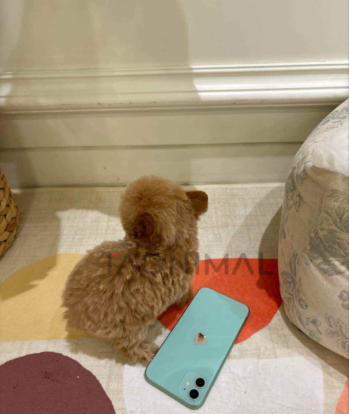 Maltipoo puppy for sale, dog for sale at Tagnimal