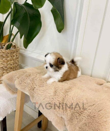 ขายลูกสุนัขมอลทิพู ซื้อสุนัข ซื้อหมา ได้ที่ Tagnimal