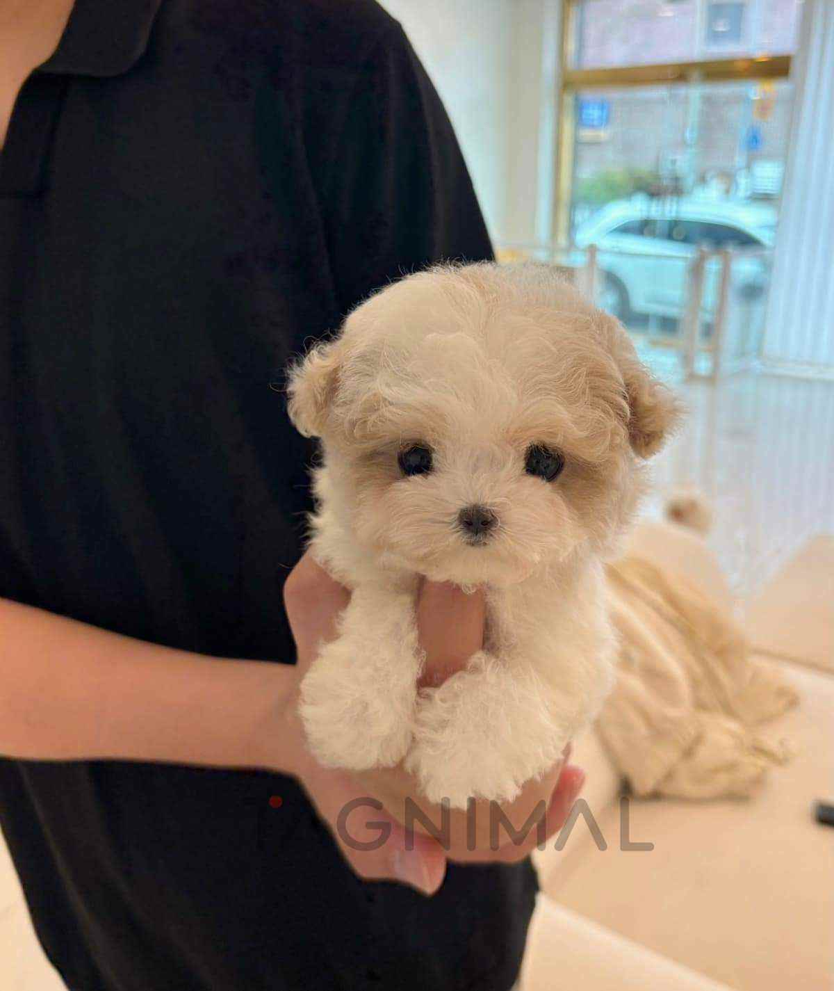 ขายลูกสุนัขมอลทิพู ซื้อสุนัข ซื้อหมา ได้ที่ Tagnimal