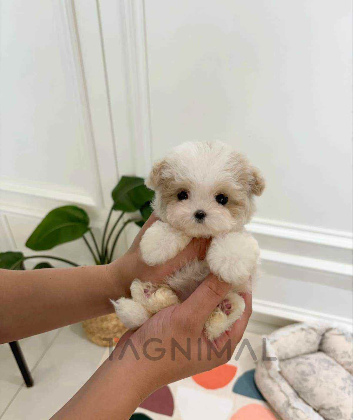 ขายลูกสุนัขมอลทิพู ซื้อสุนัข ซื้อหมา ได้ที่ Tagnimal