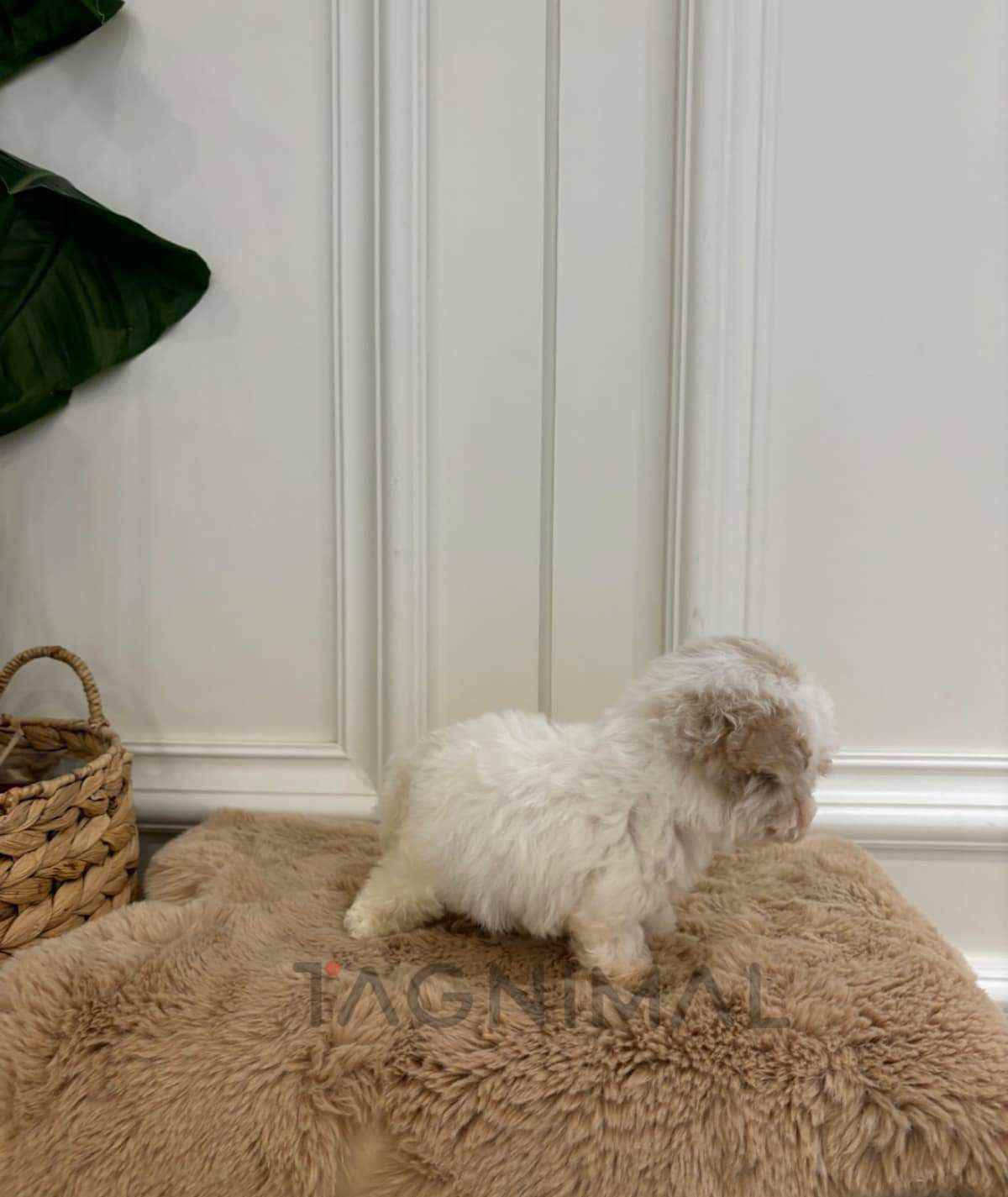 ขายลูกสุนัขมอลทิพู ซื้อสุนัข ซื้อหมา ได้ที่ Tagnimal