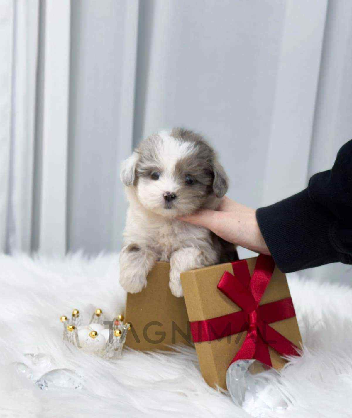 ขายลูกสุนัขมอลทิพู ซื้อสุนัข ซื้อหมา ได้ที่ Tagnimal