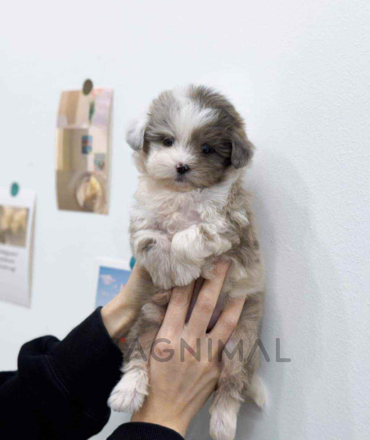 ขายลูกสุนัขมอลทิพู ซื้อสุนัข ซื้อหมา ได้ที่ Tagnimal