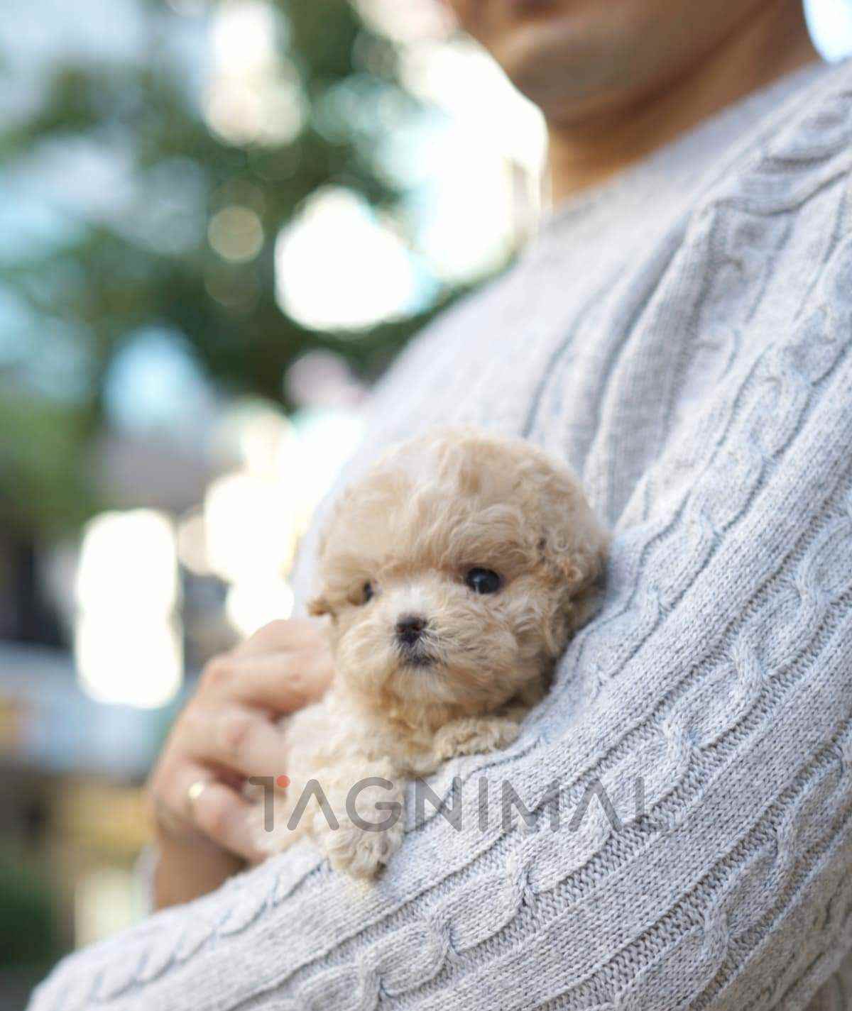 ขายลูกสุนัขมอลทิพู ซื้อสุนัข ซื้อหมา ได้ที่ Tagnimal