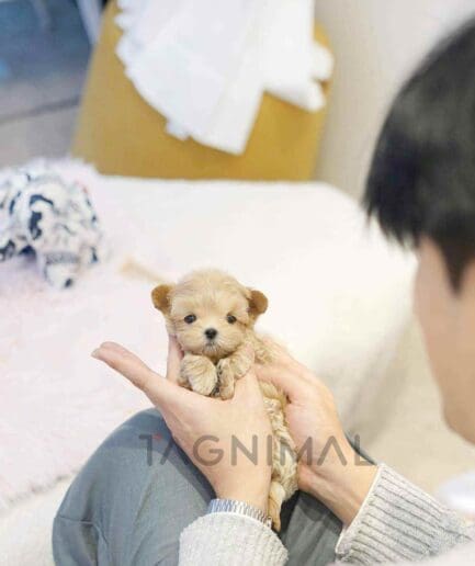 ขายลูกสุนัขมอลทิพู ซื้อสุนัข ซื้อหมา ได้ที่ Tagnimal