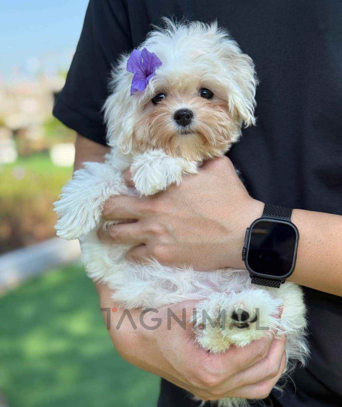 Maltipoo puppy for sale, dog for sale at Tagnimal