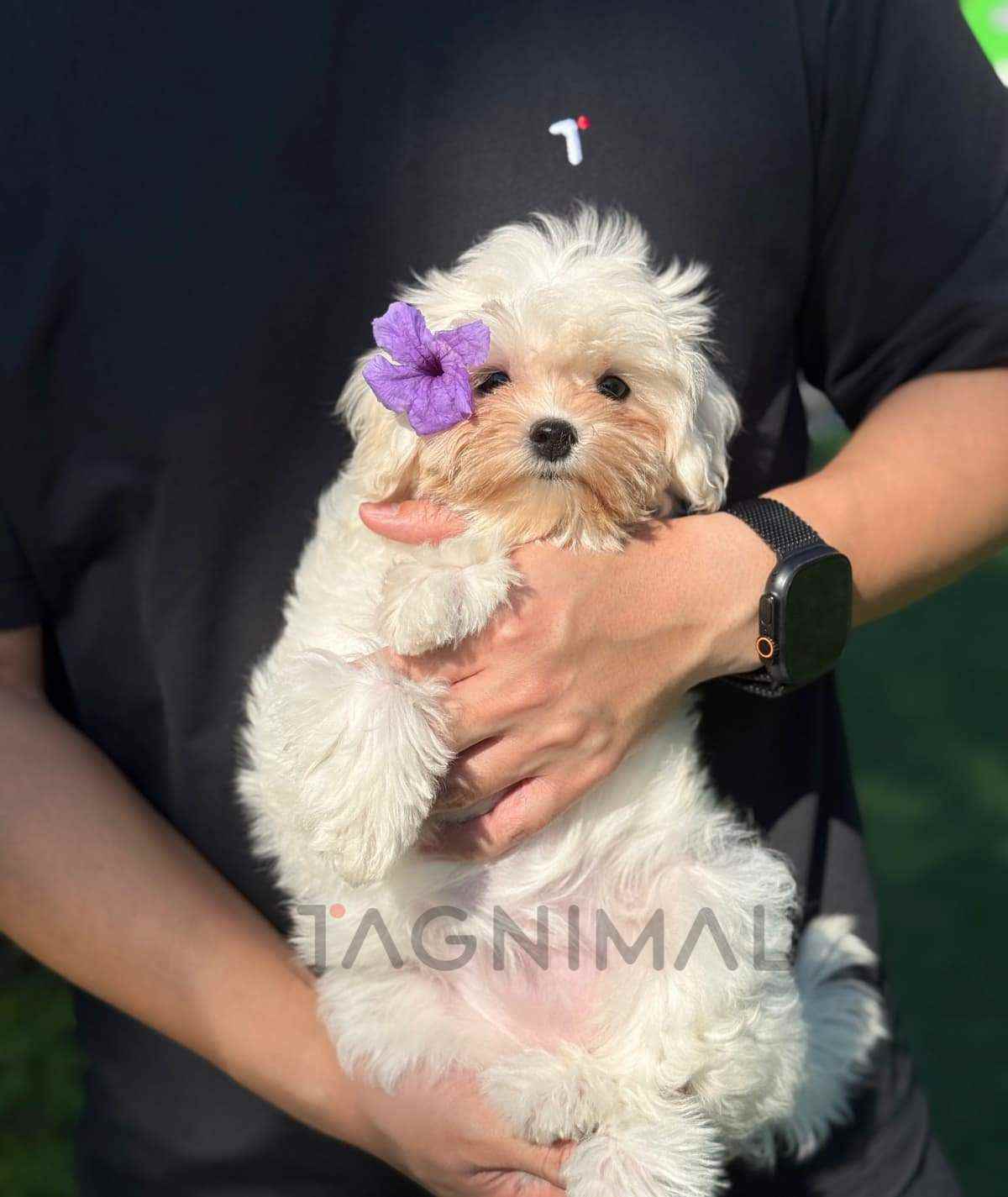 Maltipoo puppy for sale, dog for sale at Tagnimal