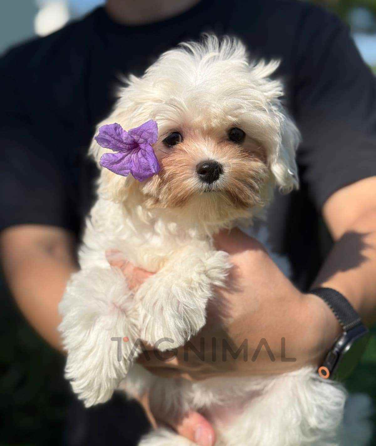 Maltipoo puppy for sale, dog for sale at Tagnimal