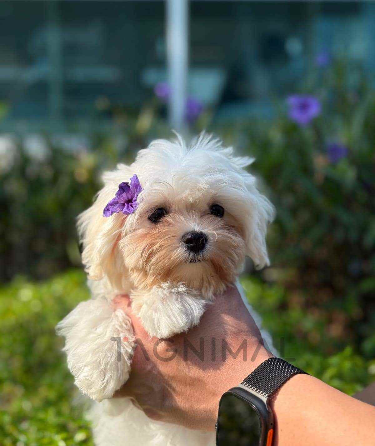 Maltipoo puppy for sale, dog for sale at Tagnimal