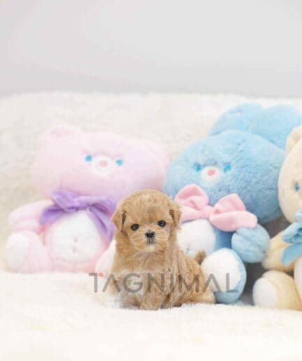 ขายลูกสุนัขมอลทิพู ซื้อสุนัข ซื้อหมา ได้ที่ Tagnimal