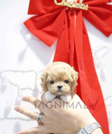 ขายลูกสุนัขมอลทิพู ซื้อสุนัข ซื้อหมา ได้ที่ Tagnimal