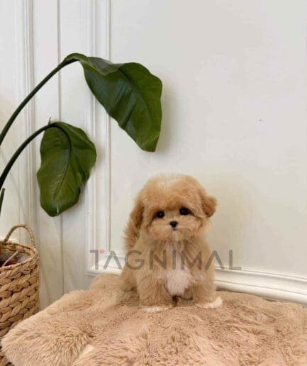 ขายลูกสุนัขมอลทิพู ซื้อสุนัข ซื้อหมา ได้ที่ Tagnimal