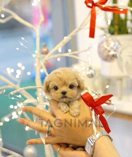 ขายลูกสุนัขมอลทิพู ซื้อสุนัข ซื้อหมา ได้ที่ Tagnimal