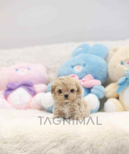 ขายลูกสุนัขมอลทิพู ซื้อสุนัข ซื้อหมา ได้ที่ Tagnimal