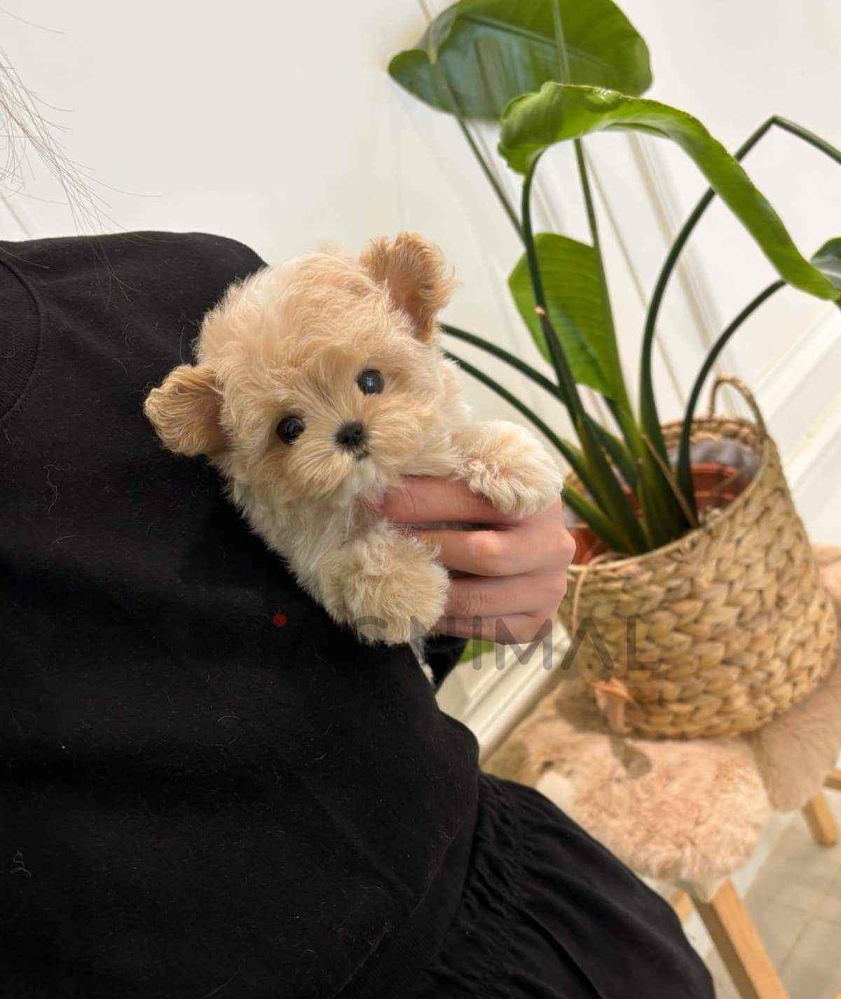 Maltipoo puppy for sale, dog for sale at Tagnimal