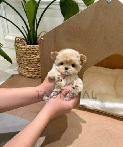 ขายลูกสุนัขมอลทิพู ซื้อสุนัข ซื้อหมา ได้ที่ Tagnimal