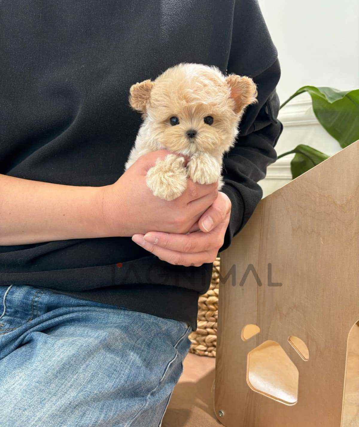 Maltipoo puppy for sale, dog for sale at Tagnimal