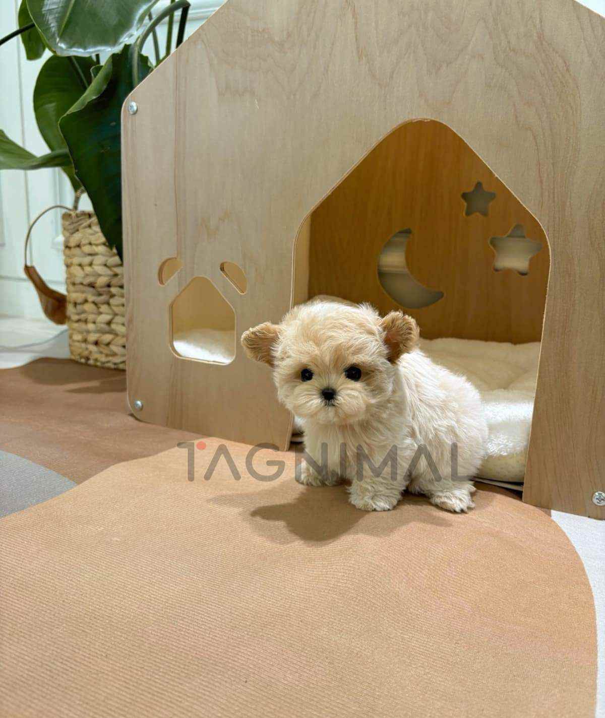 Maltipoo puppy for sale, dog for sale at Tagnimal