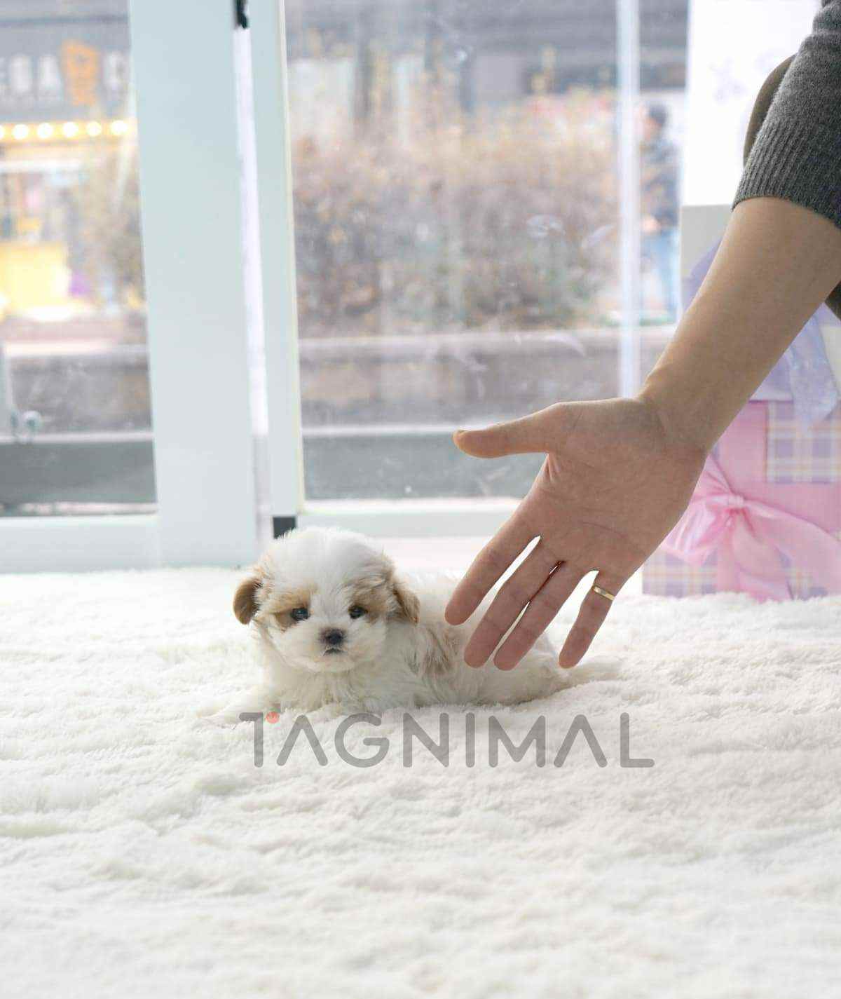 Maltipoo puppy for sale, dog for sale at Tagnimal