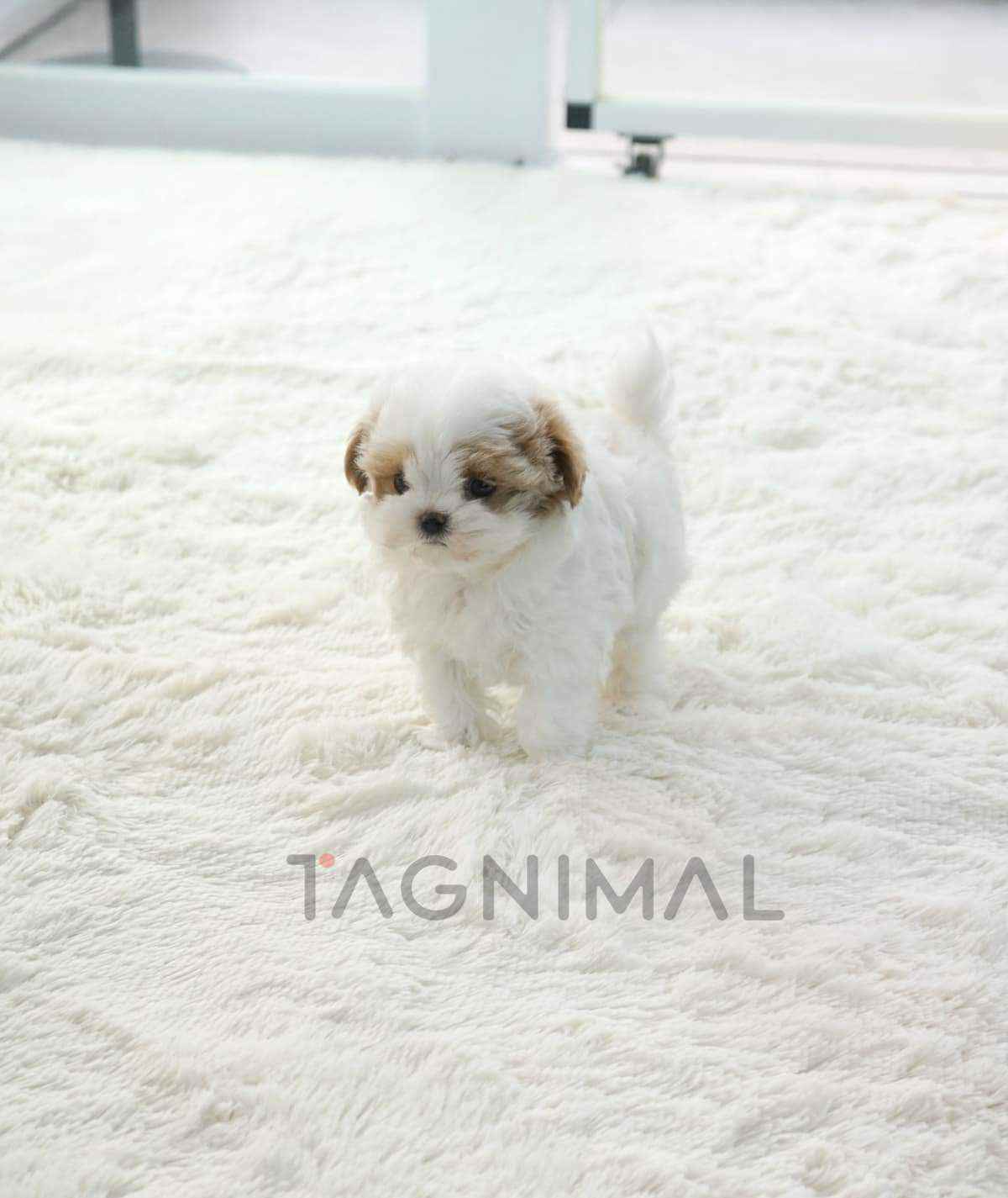 Maltipoo puppy for sale, dog for sale at Tagnimal