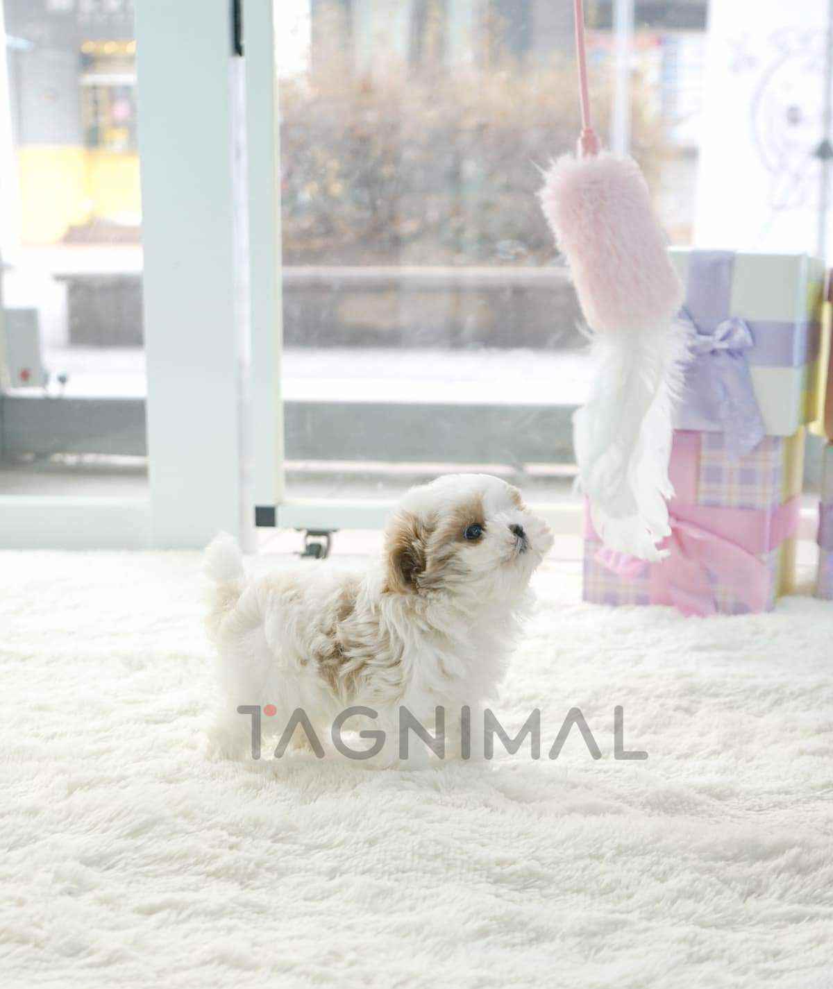 Maltipoo puppy for sale, dog for sale at Tagnimal