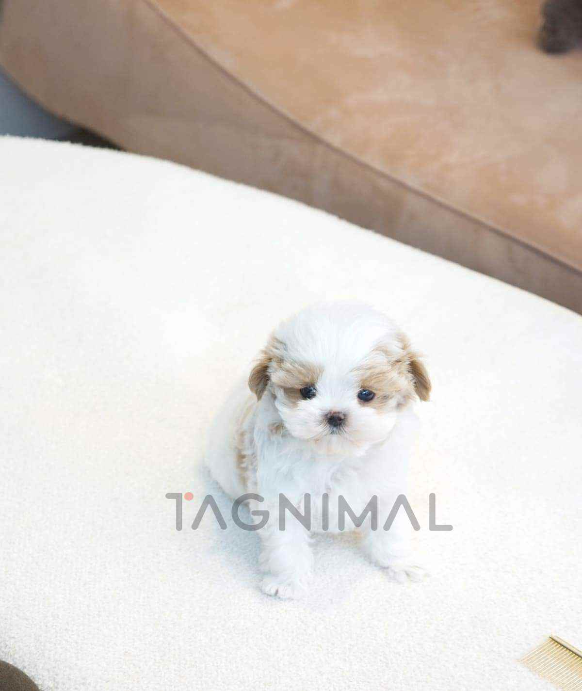 Maltipoo puppy for sale, dog for sale at Tagnimal