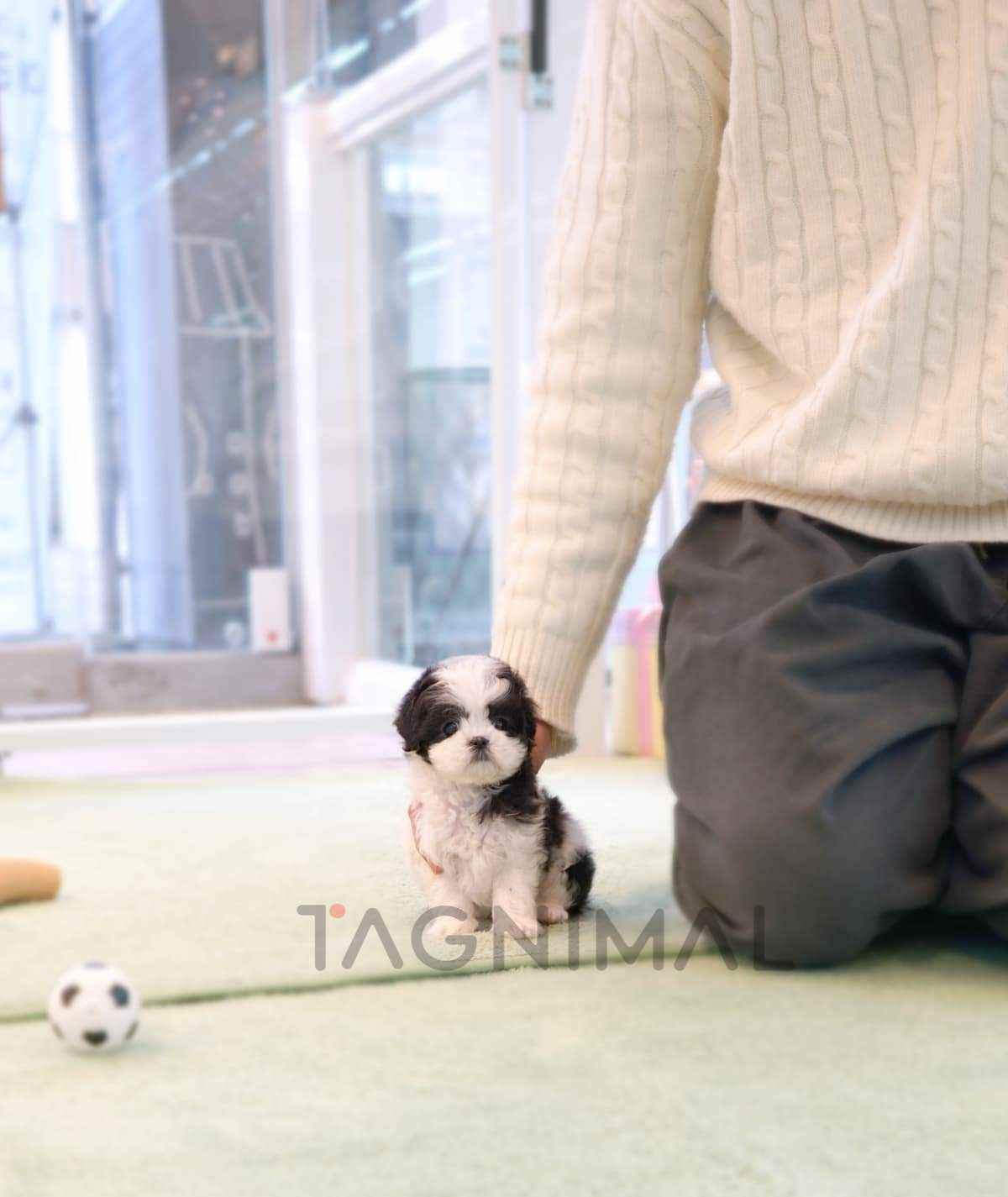 ขายลูกสุนัขมอลทิพู ซื้อสุนัข ซื้อหมา ได้ที่ Tagnimal