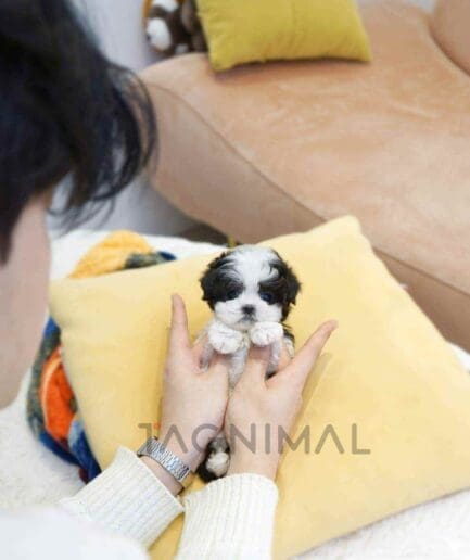 ขายลูกสุนัขมอลทิพู ซื้อสุนัข ซื้อหมา ได้ที่ Tagnimal