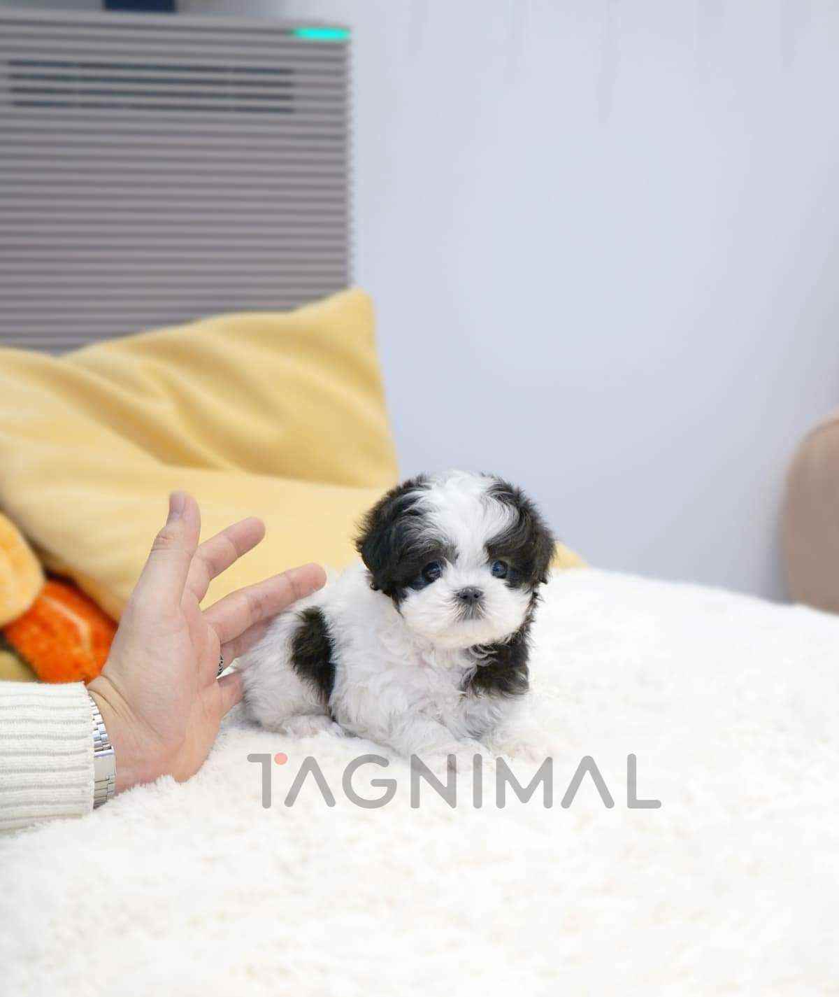 ขายลูกสุนัขมอลทิพู ซื้อสุนัข ซื้อหมา ได้ที่ Tagnimal