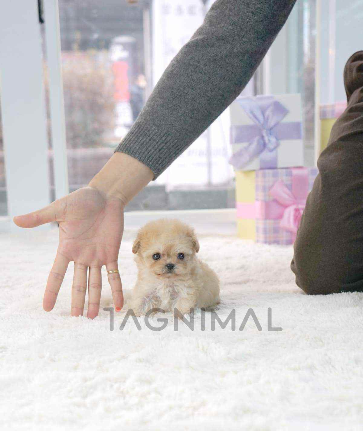 ขายลูกสุนัขมอลทิพู ซื้อสุนัข ซื้อหมา ได้ที่ Tagnimal