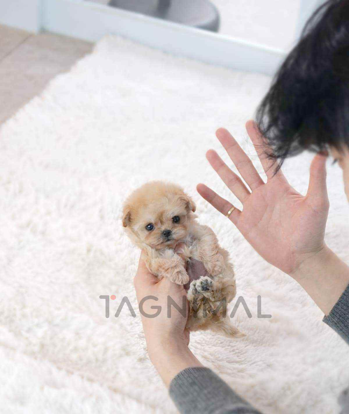 ขายลูกสุนัขมอลทิพู ซื้อสุนัข ซื้อหมา ได้ที่ Tagnimal