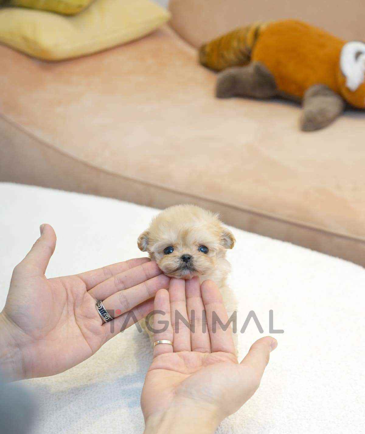 ขายลูกสุนัขมอลทิพู ซื้อสุนัข ซื้อหมา ได้ที่ Tagnimal