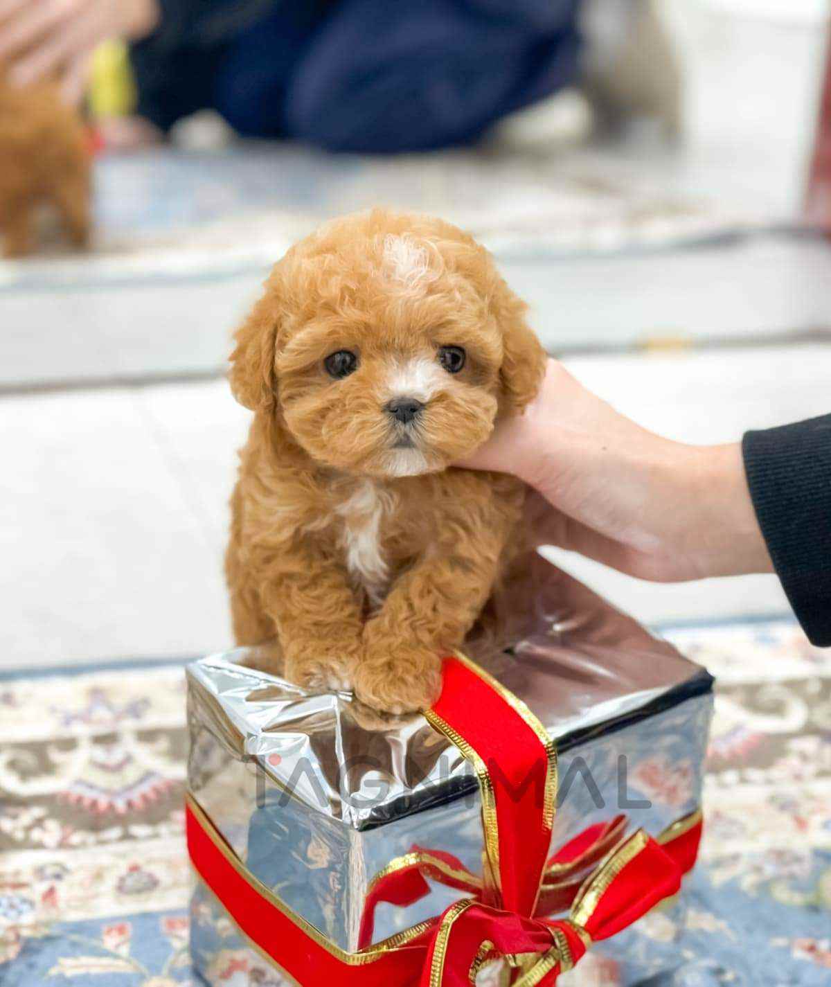 Maltipoo puppy for sale, dog for sale at Tagnimal